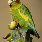 Conure de Hoffmann