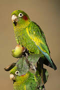 Sulphur-winged Parakeet