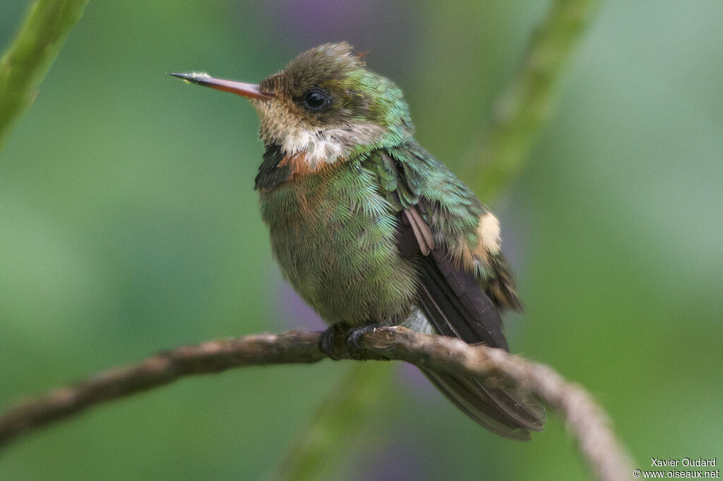 Tufted Coquette male juvenile