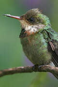 Tufted Coquette