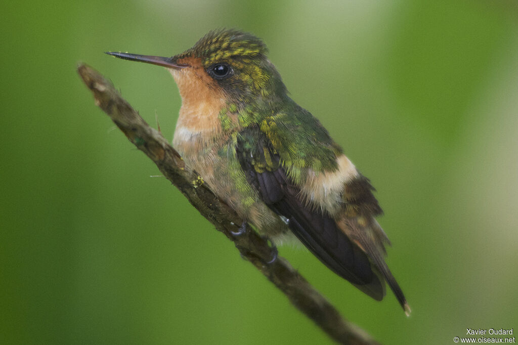 Coquette huppe-col femelle