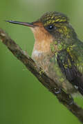 Tufted Coquette