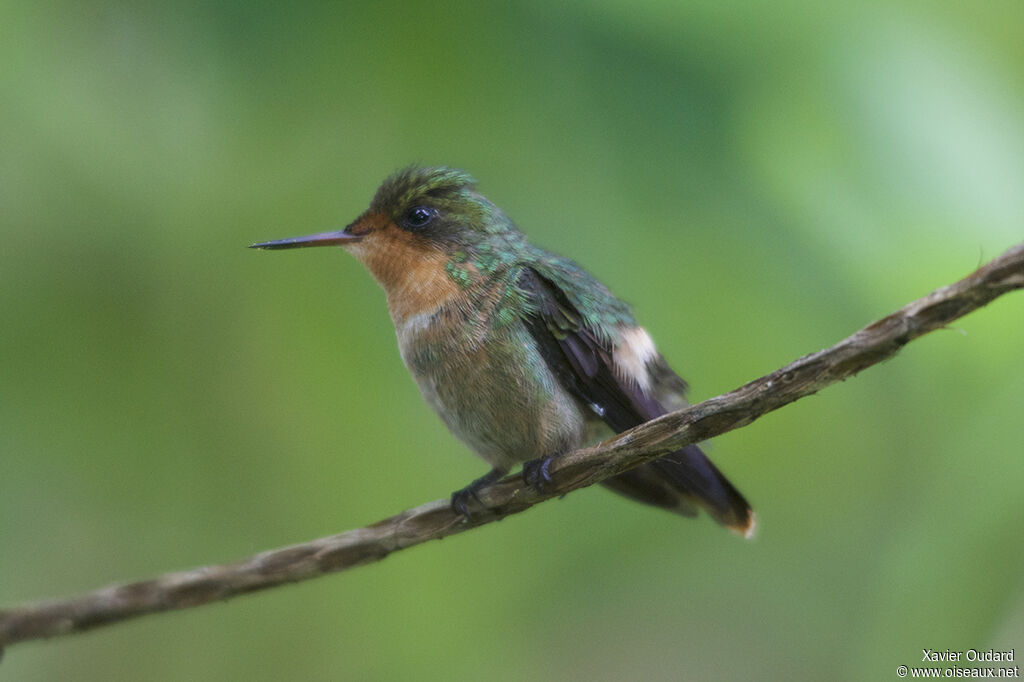 Coquette huppe-col femelle