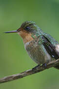 Tufted Coquette