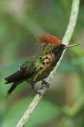 Tufted Coquette