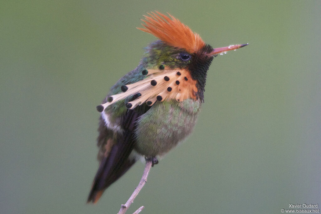 Tufted Coquette male