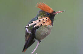 Tufted Coquette