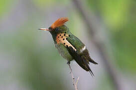 Tufted Coquette