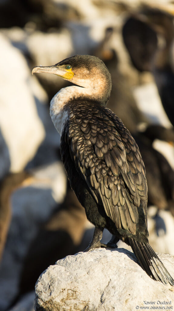 Cormoran à poitrine blancheadulte