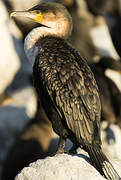 White-breasted Cormorant