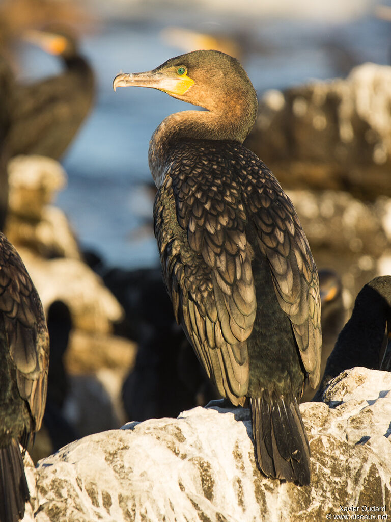 Cormoran à poitrine blancheimmature