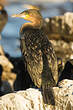 Cormoran à poitrine blanche