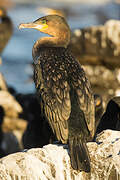 White-breasted Cormorant