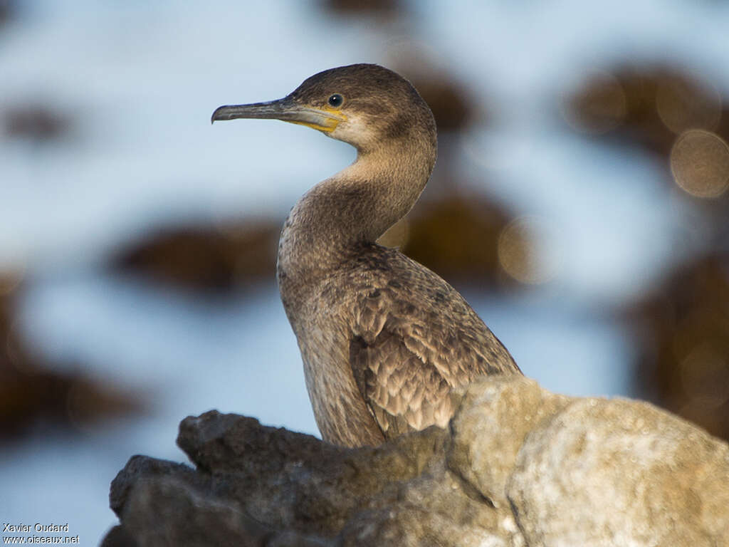 Cormoran du Capjuvénile, identification