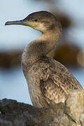 Cape Cormorant