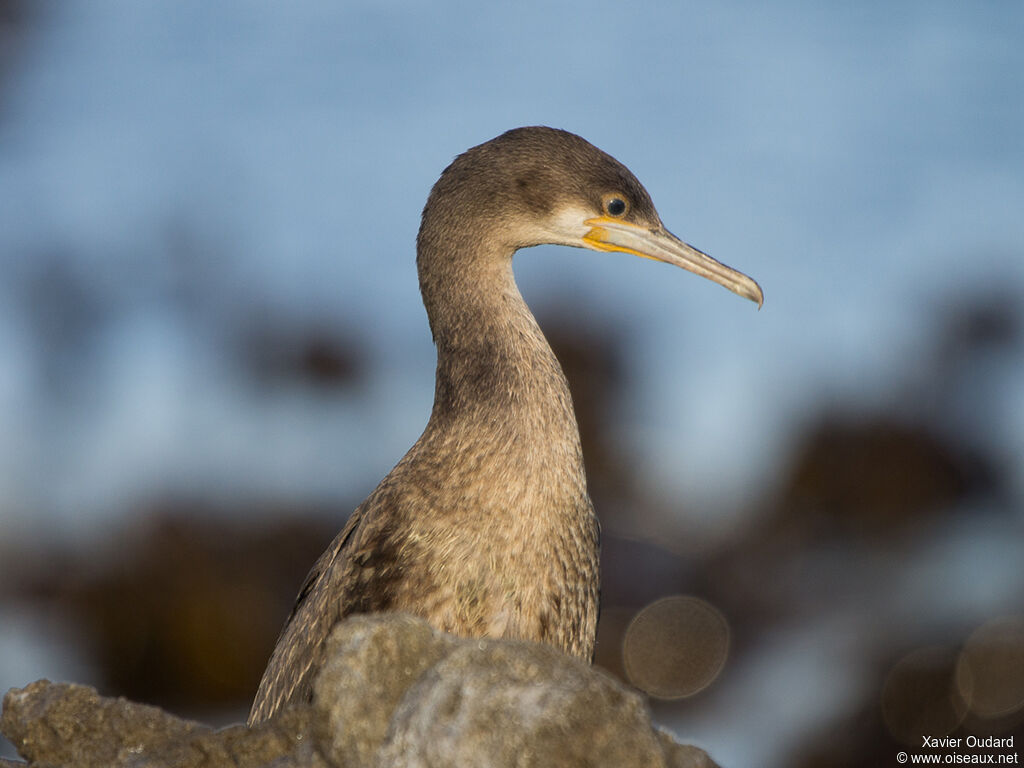 Cape Cormorantimmature