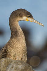 Cormoran du Cap