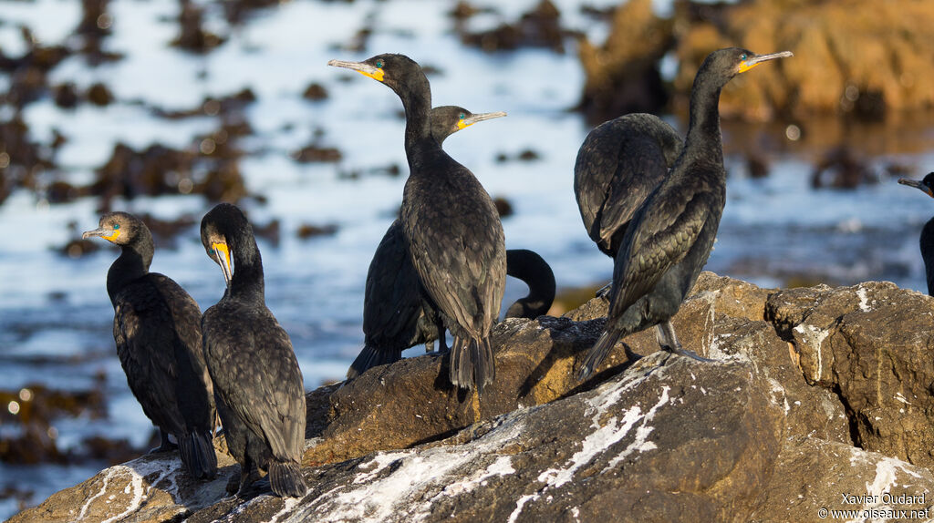 Cormoran du Capadulte