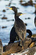 Cormoran du Cap