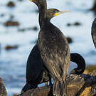 Cormoran du Cap
