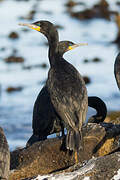 Cormoran du Cap