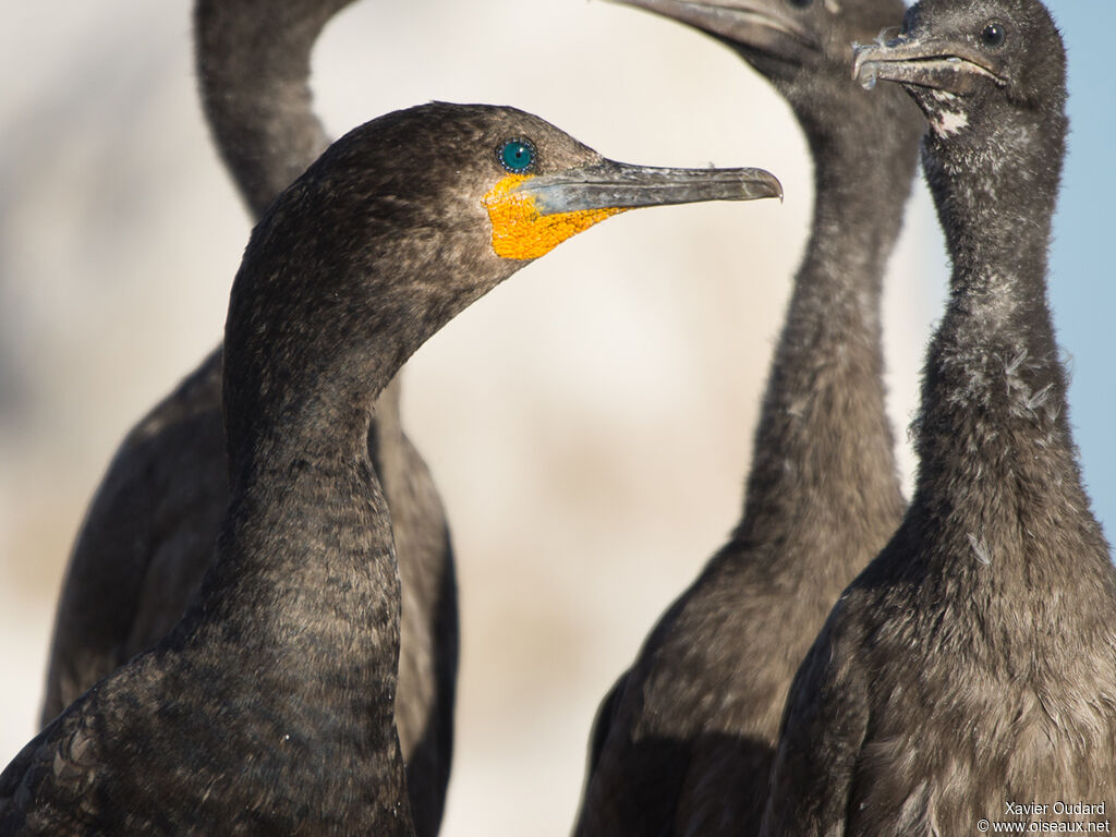 Cormoran du Capadulte