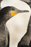 Cape Cormorant