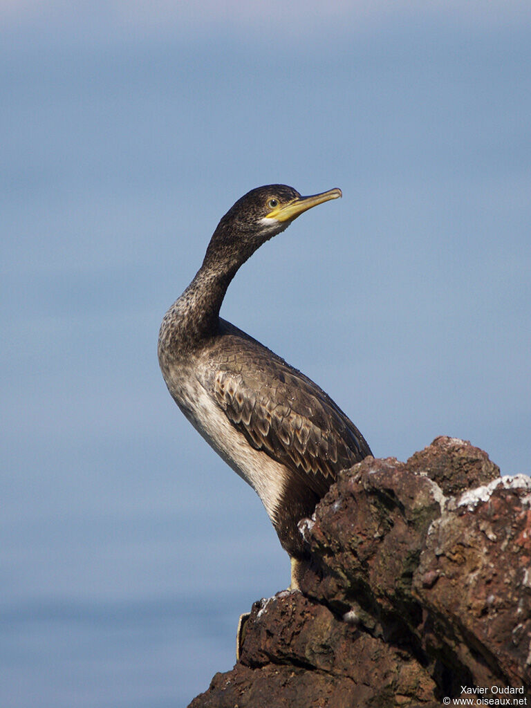 Cormoran huppéimmature