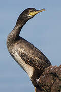 European Shag