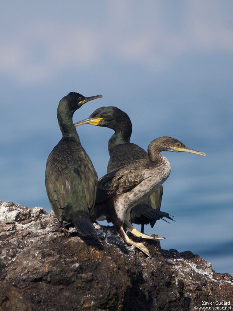 European Shag