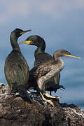 European Shag