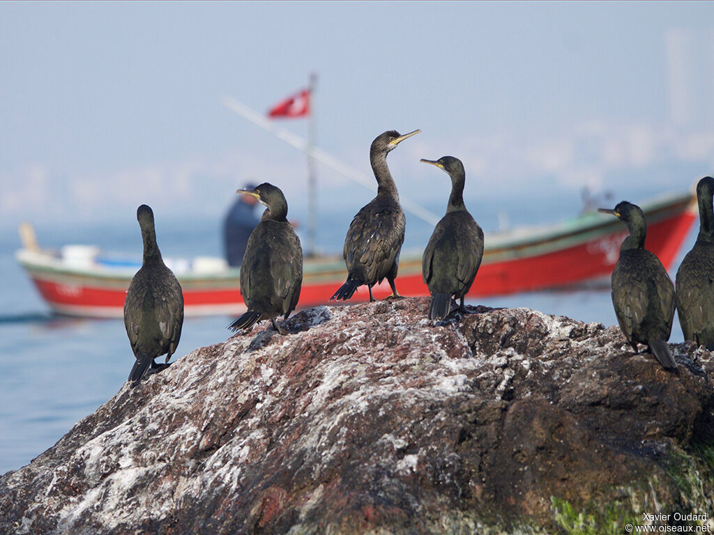 European Shag