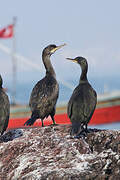 European Shag