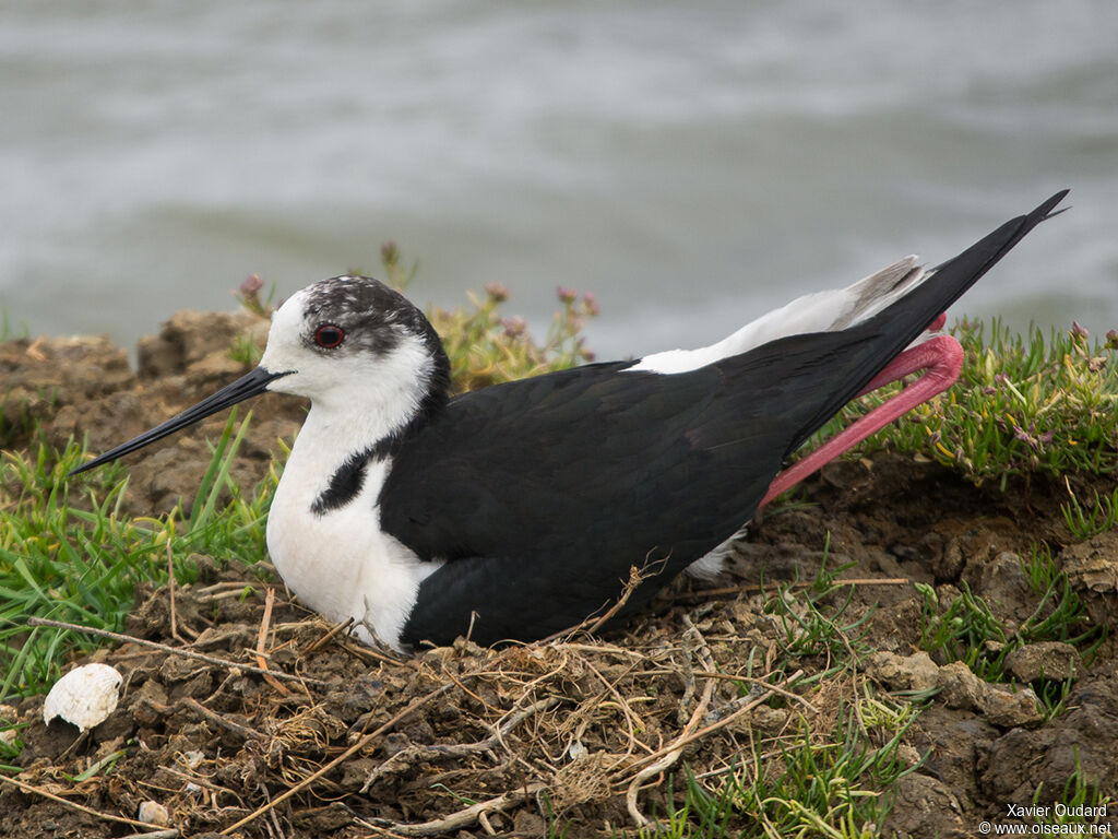 Black-winged Stilt male