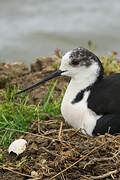 Black-winged Stilt