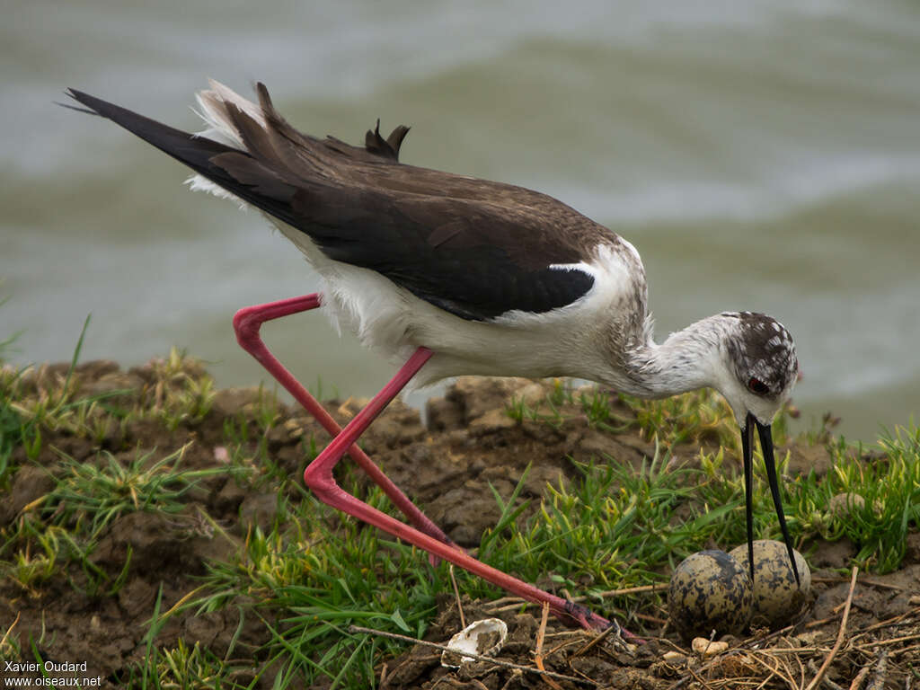 Black-winged Stilt female adult, Reproduction-nesting