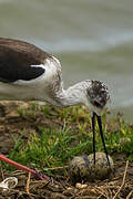 Black-winged Stilt