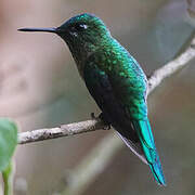 Blue-tailed Emerald