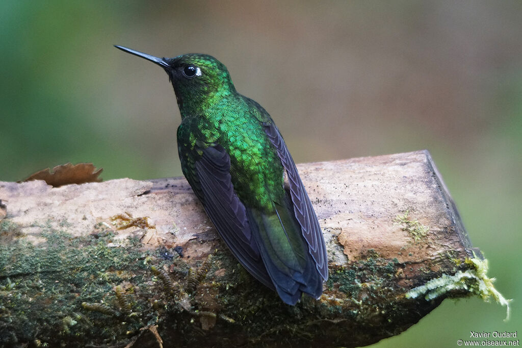 Blue-tailed Emerald male