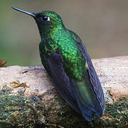 Blue-tailed Emerald