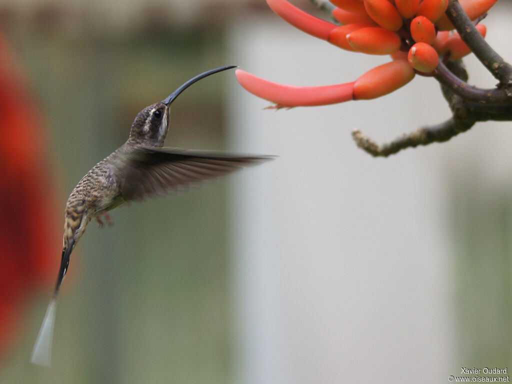 Long-billed Hermit