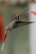 Long-billed Hermit