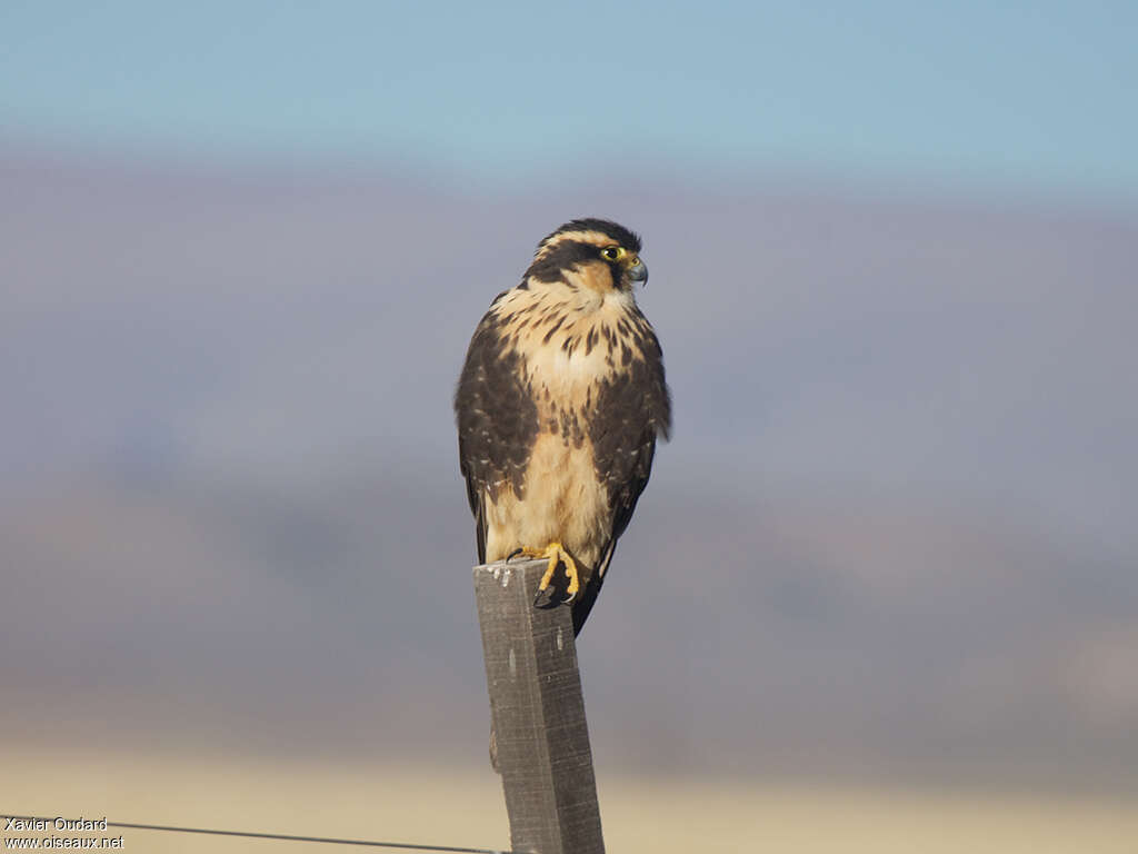 Aplomado Falconimmature, identification