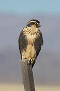 Aplomado Falcon