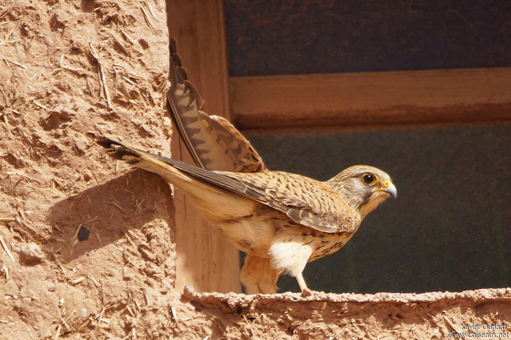 Faucon crécerelle femelle