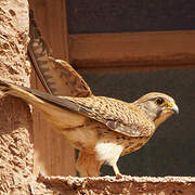 Common Kestrel