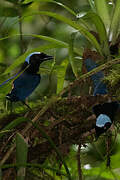 Azure-hooded Jay