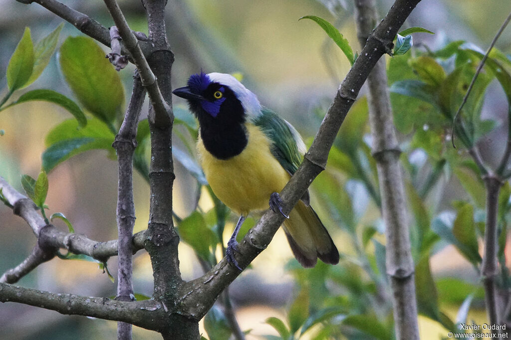 Inca Jay