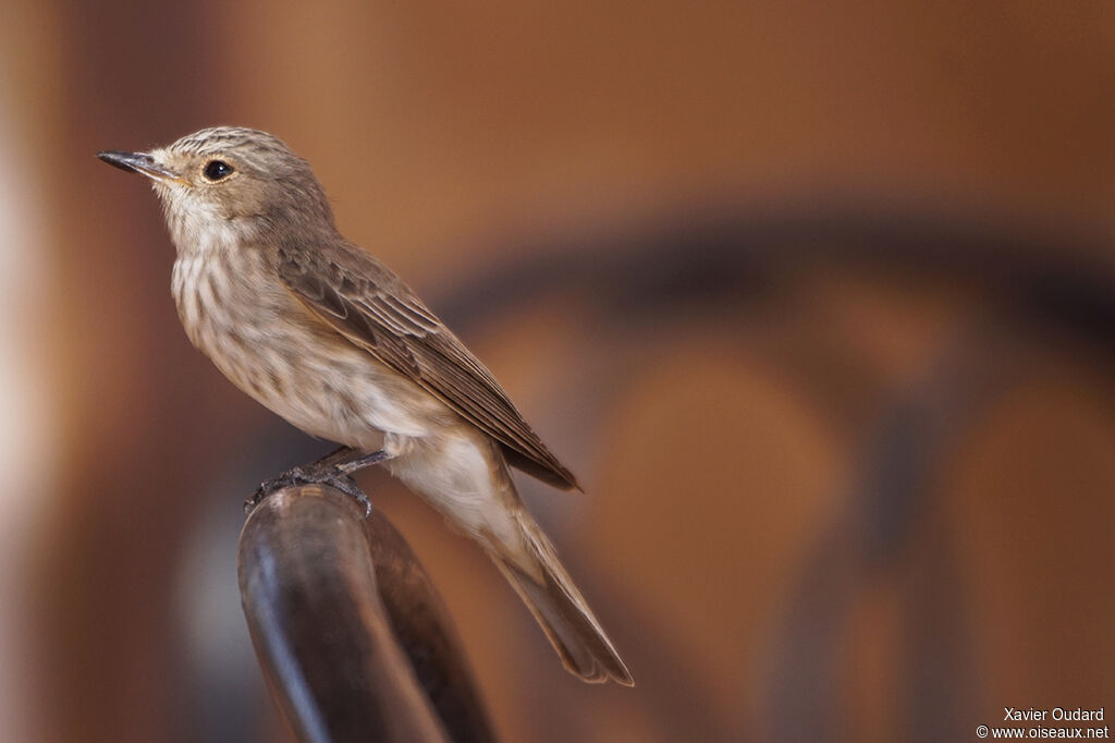 Spotted Flycatcher