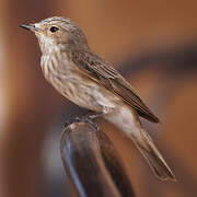 Spotted Flycatcher